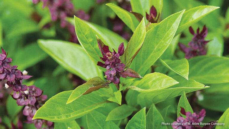 5 snadno pěstovatelných bylinek