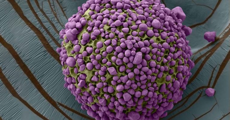 Částice plné vitamínů by mohly pomoci učinit jídlo výživnějším