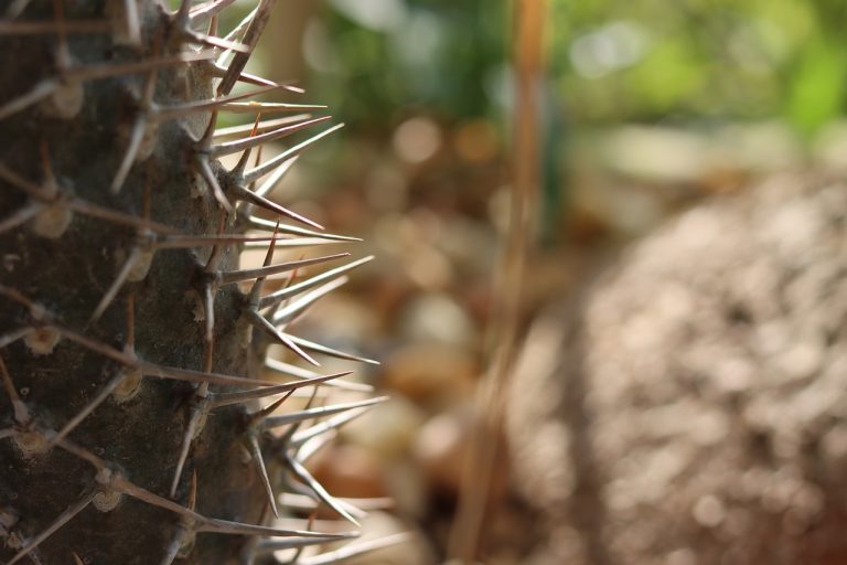 Xeriscaping: Zahradničení s minimální potřebou vody