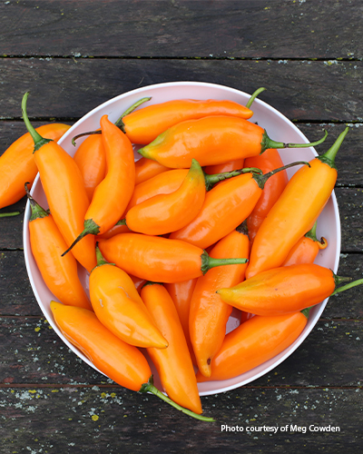 'Amarillo' aji pepper: 'Amarillo' je skvělé čerstvé ze zahrady, pečené nebo dokonce sušené! 