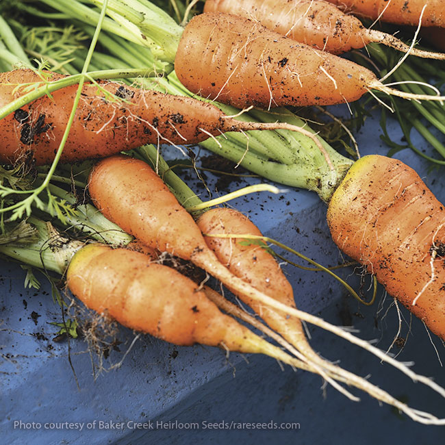 172-fall-harvest-veggies-new-kuroda-carrot: Mrkev 'New Kuroda' je rychle zrající odrůda.