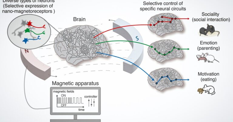 Pozoruhodná technologie magnetické kontroly mozku mění chuť k jídlu a chování