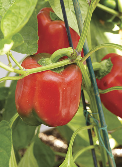 majestátní červená paprika: paprika „Majestic Red“.