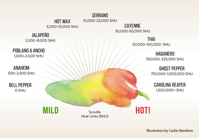 Grafika Peppers Scoville Scale: Pomocí Scovilleovy stupnice zjistěte, jak se vaše paprika řadí od sladké po pálivou.