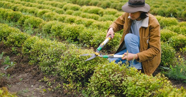 Tipy na údržbu zahrady